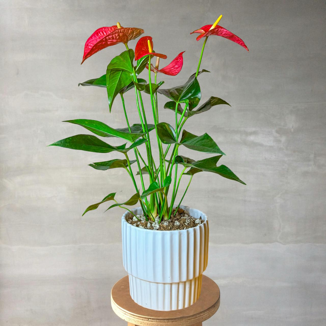 anthurium en maceta de cerámica Anturio – Tesucc Plantas y Macetas