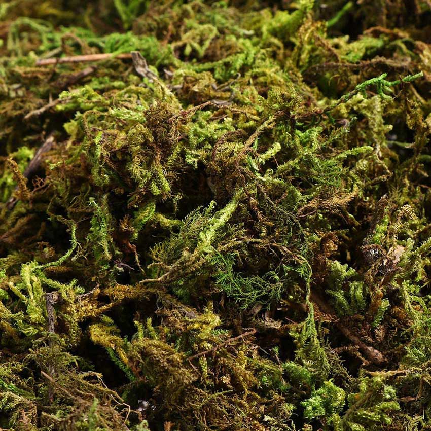 Musgo natural