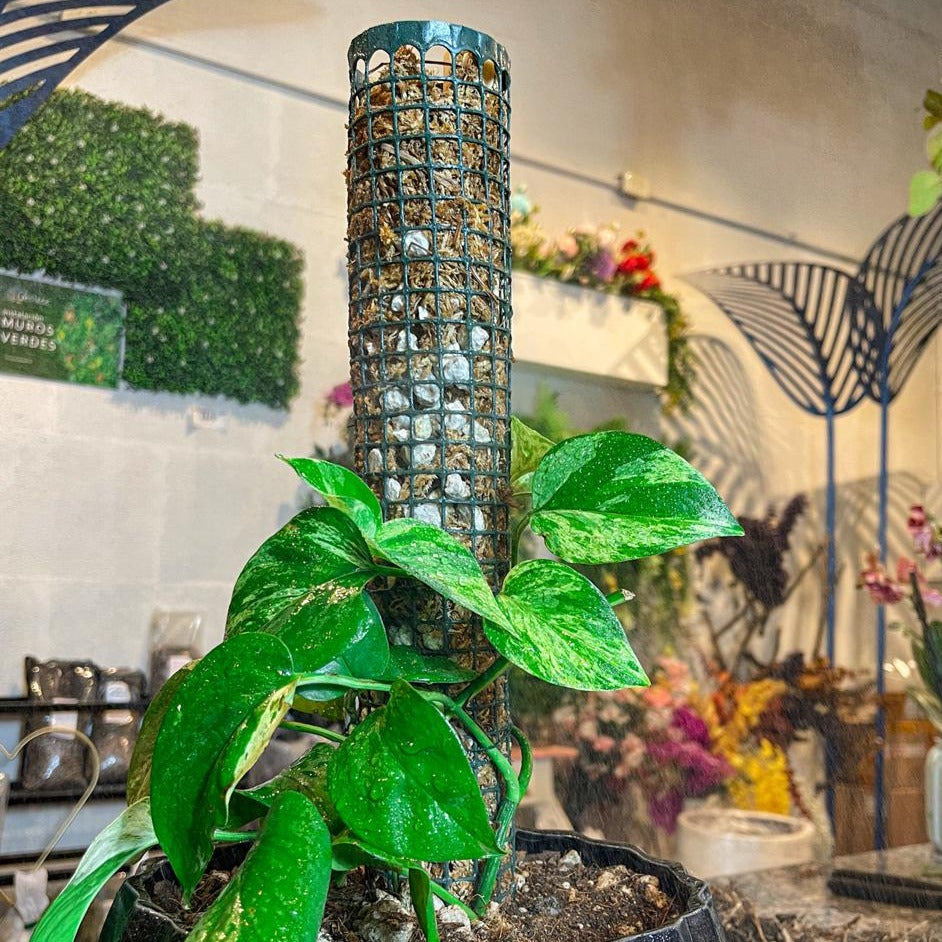 tutor para monstera deliciosa Palo Tutor – Tesucc Plantas y Macetas