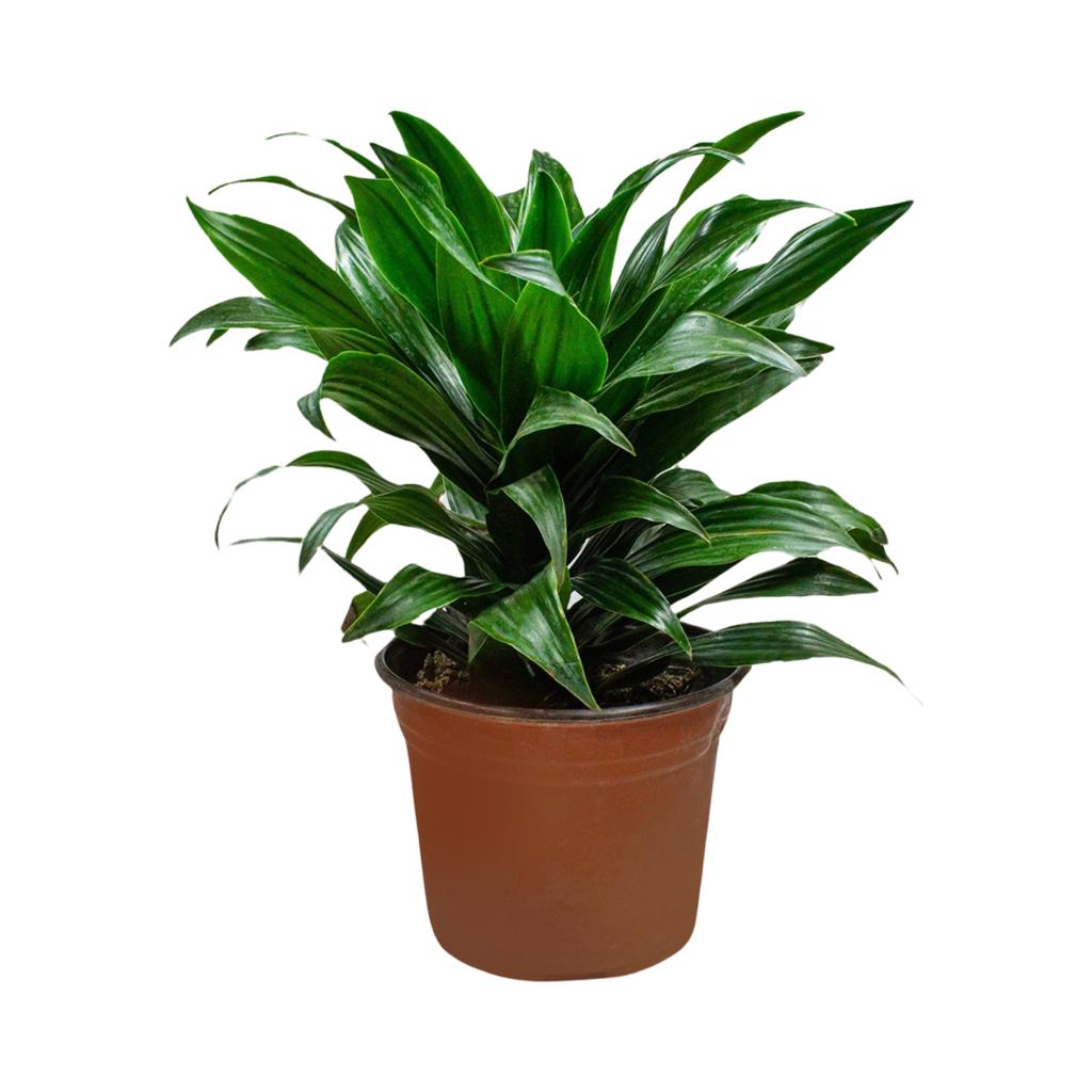 dracaena compacta cuidados Dracena Compacta – Tesucc Plantas y Macetas
