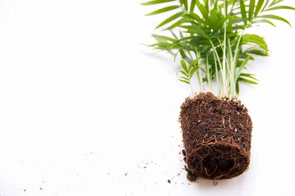 Trasplante (Plantar en maceta)