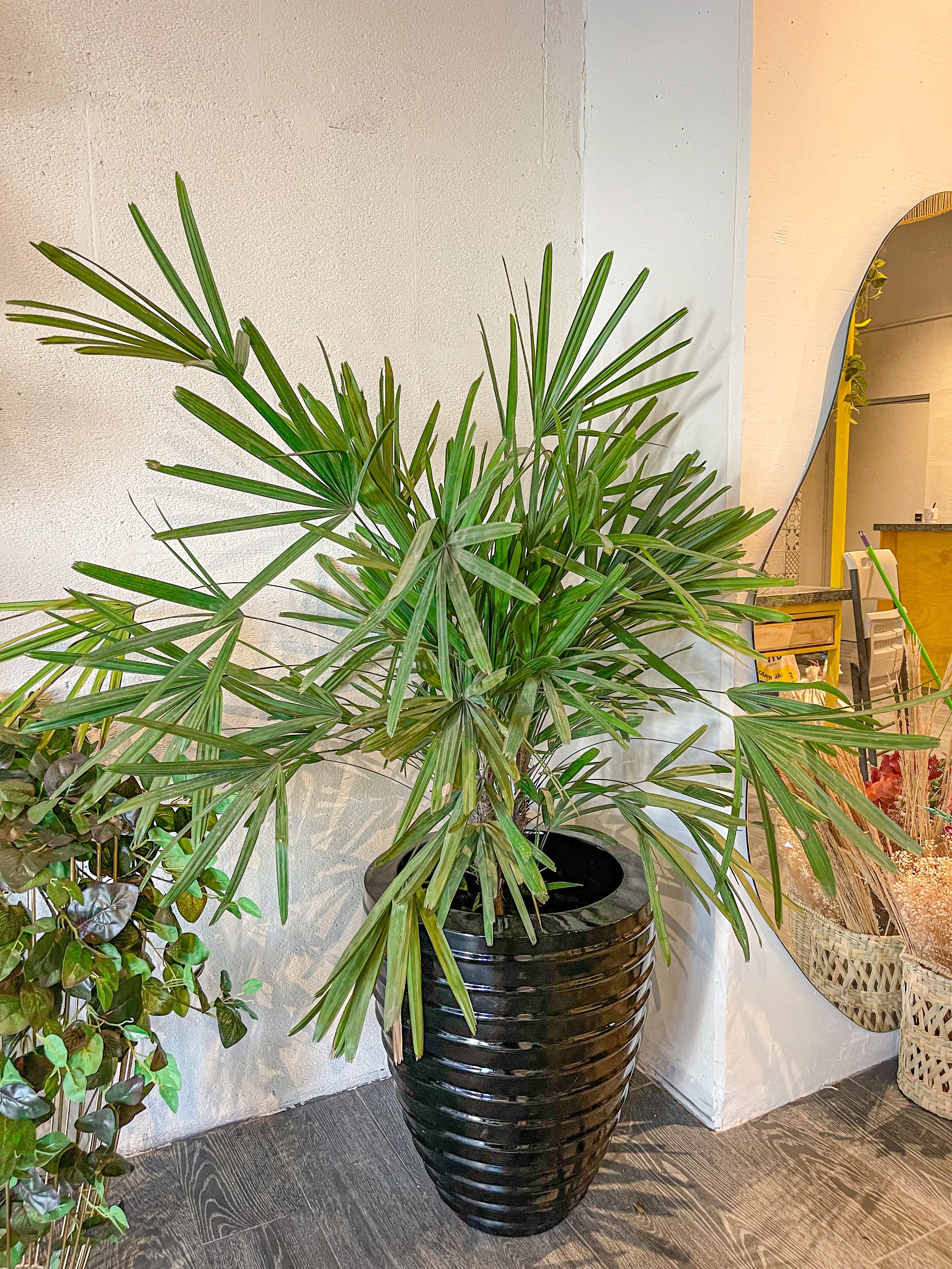 palma rafia planta Palma Raphis – Tesucc Plantas y Macetas