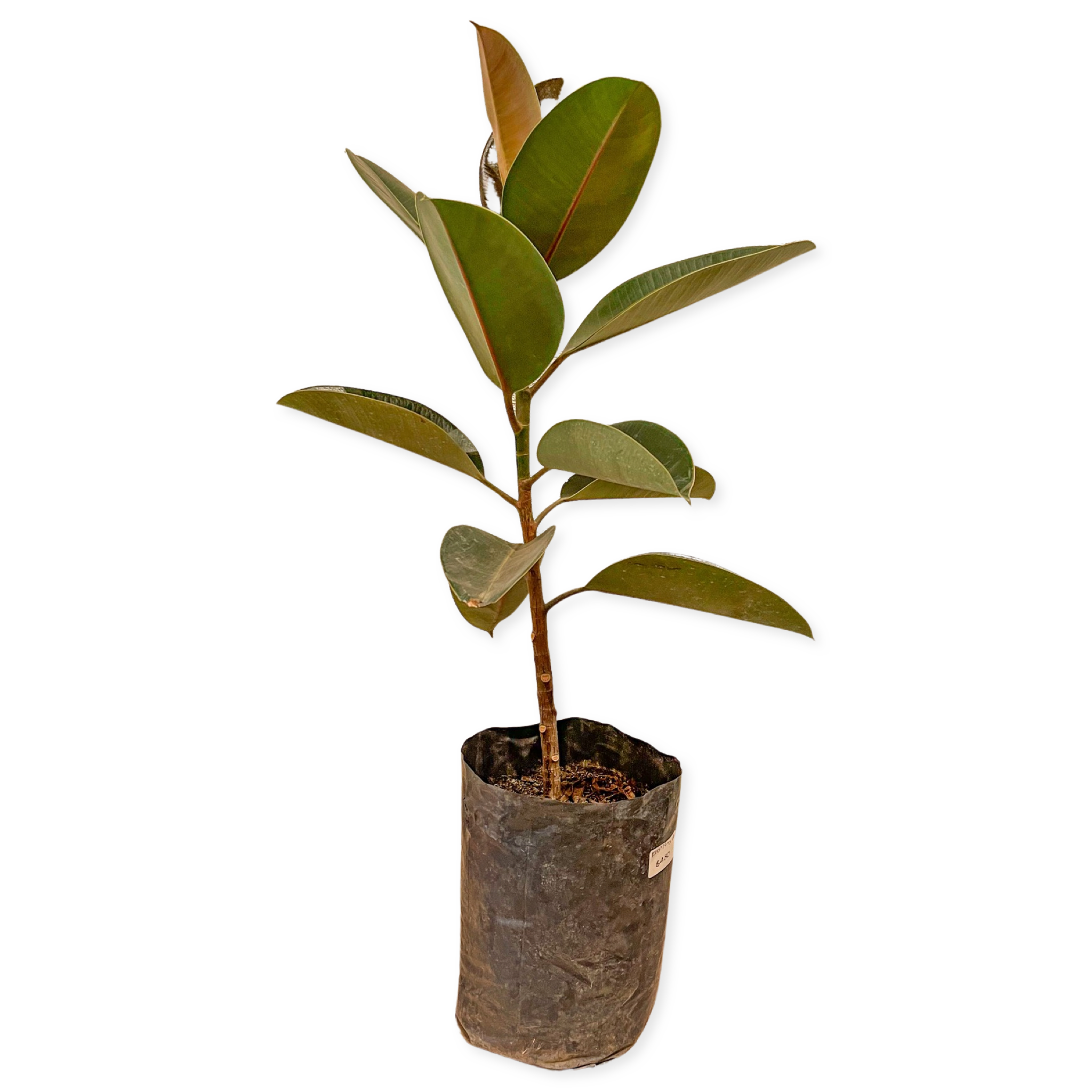 Ficus Elástica / Árbol de Hule