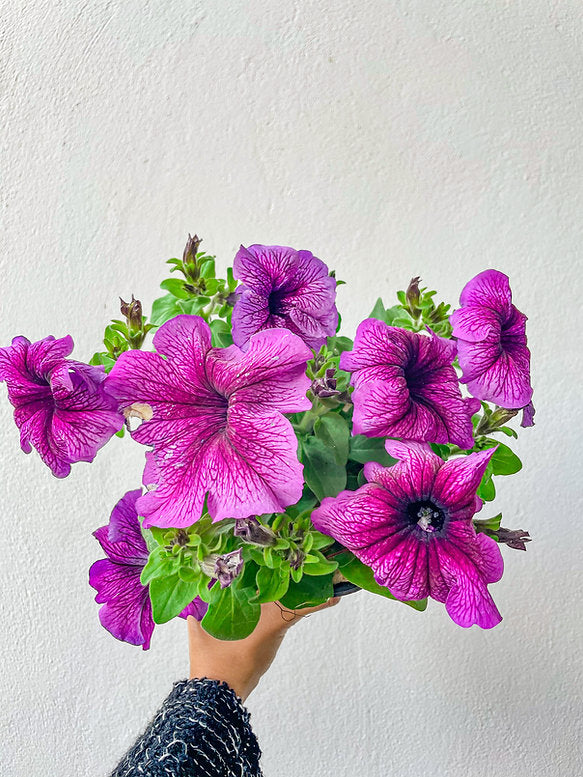 Plantas