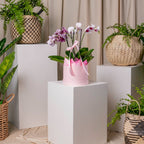 Orchid’s Box