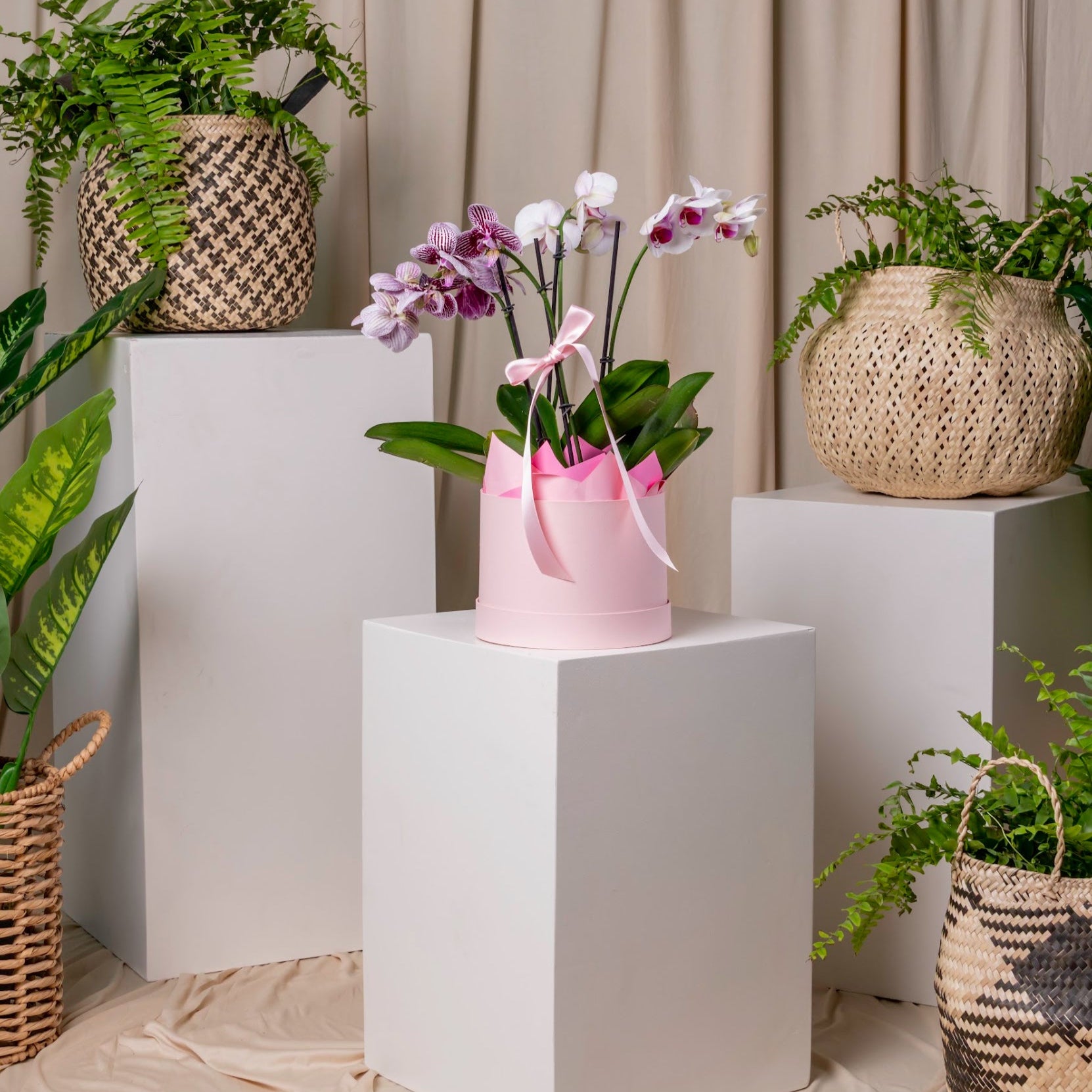 Orchid’s Box