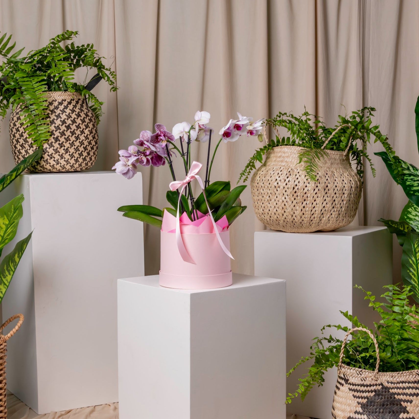 Orchid’s Box