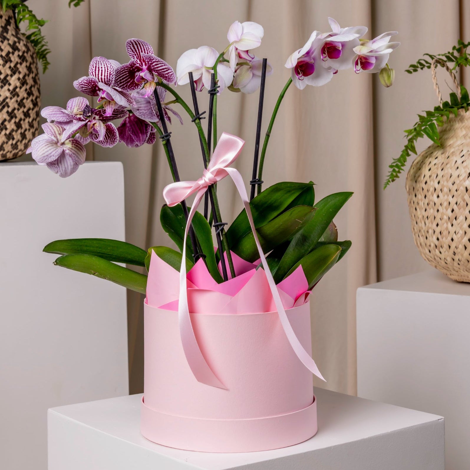 Orchid’s Box