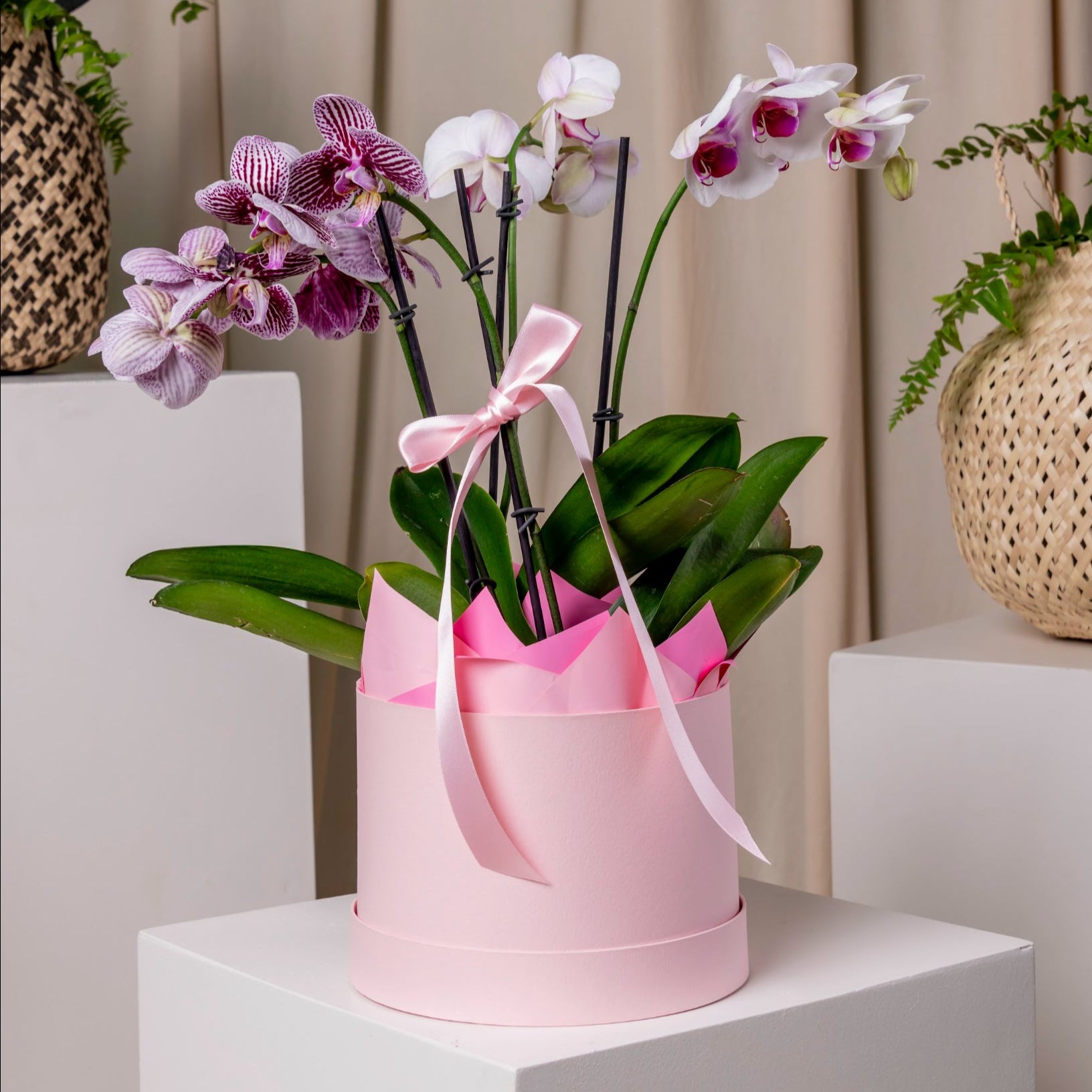 Orchid’s Box
