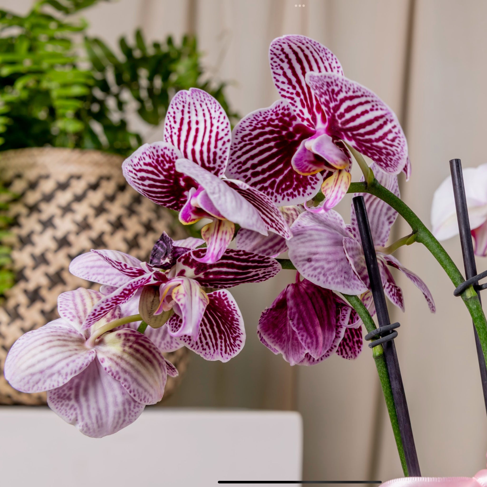 Orchid’s Box