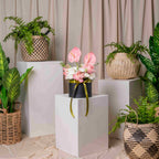 Cilindro Luxury