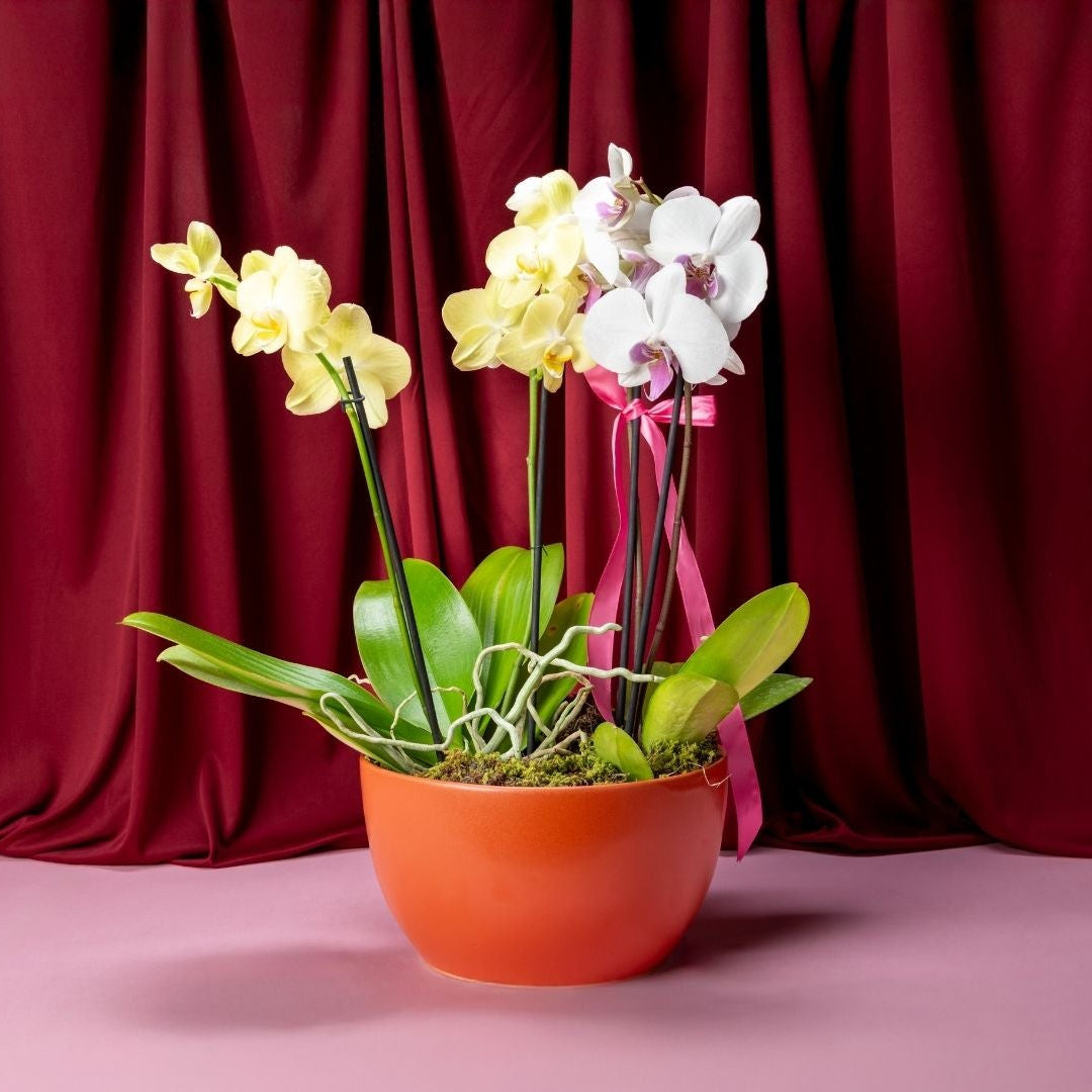 Orchids Bowl