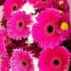 Bouquet Magenta