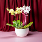 Orchids Bowl