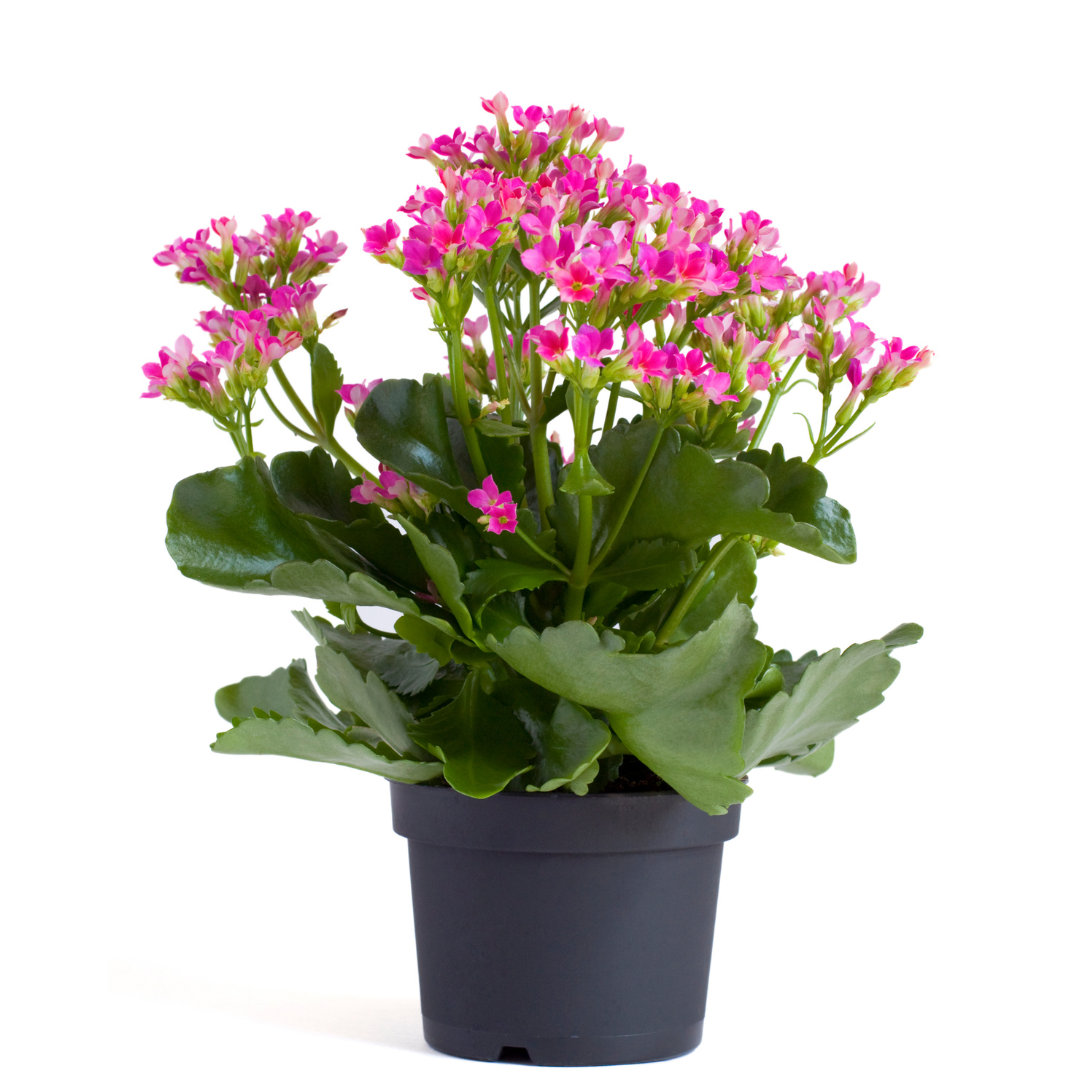 Kalanchoe