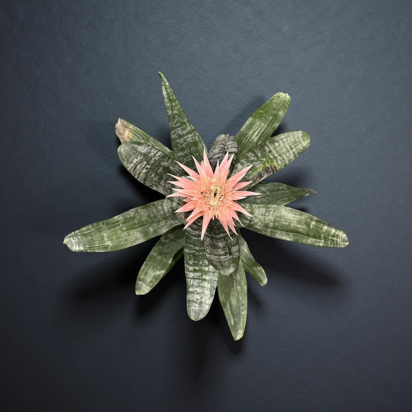 Bromelia