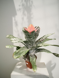 Bromelia