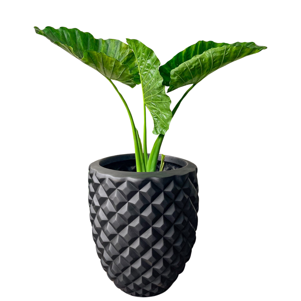 Piña