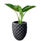 Piña
