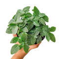 Fittonia