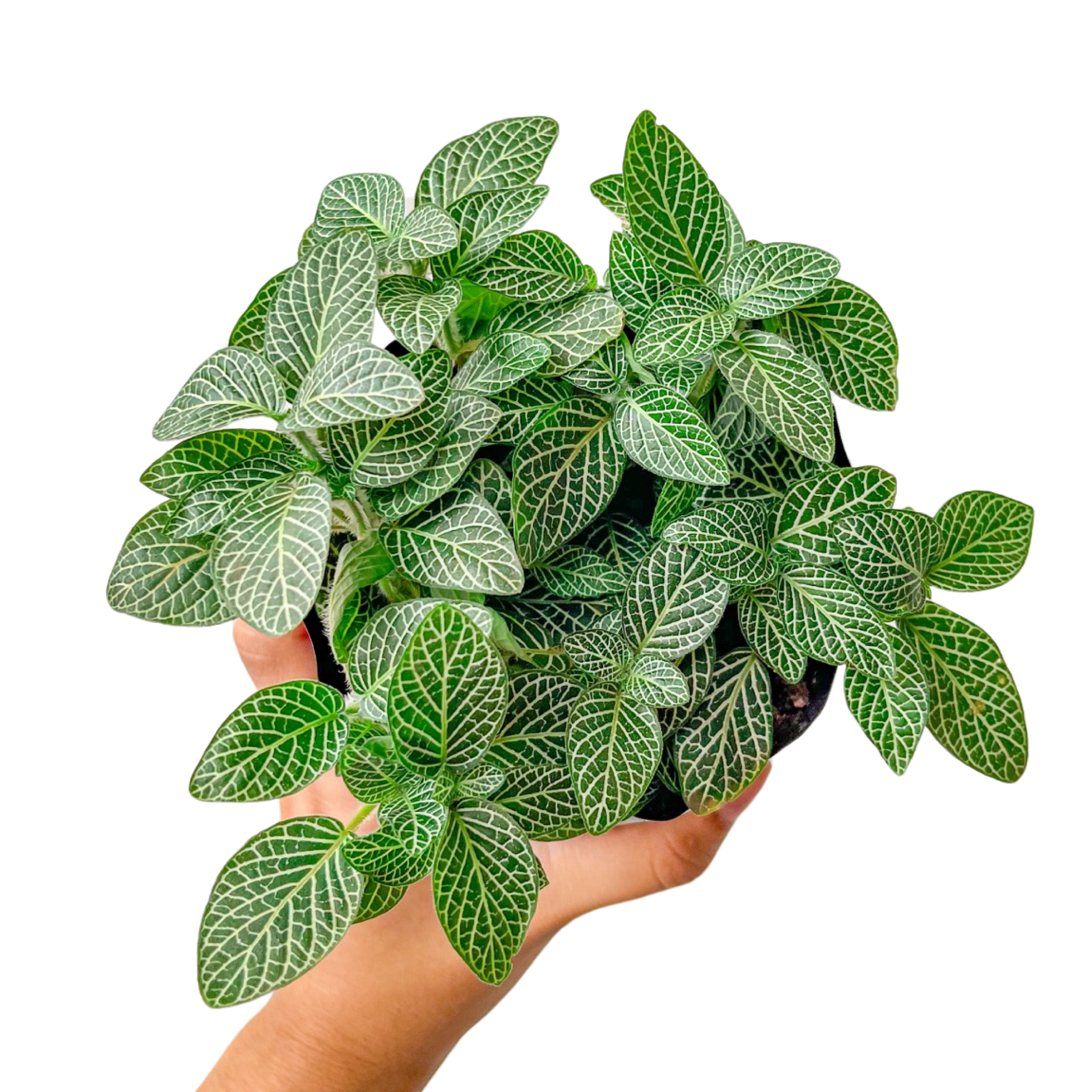 Fittonia