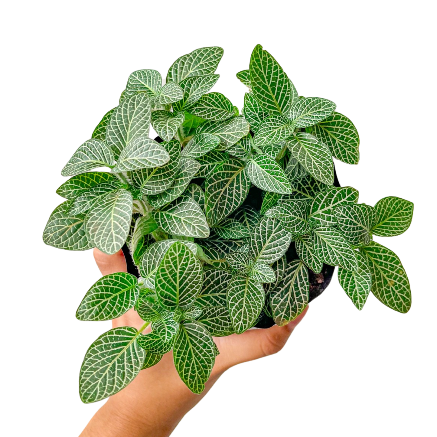 Fittonia