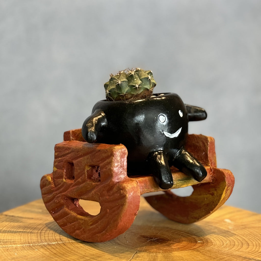 Mecedorcita