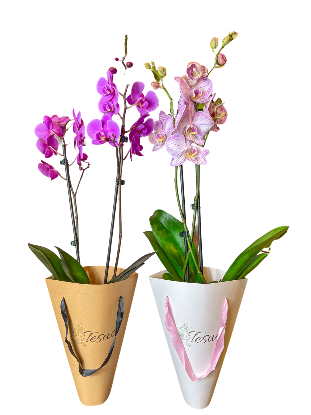 Orquídea Pa' Llevar