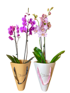 Orquídea Pa' Llevar