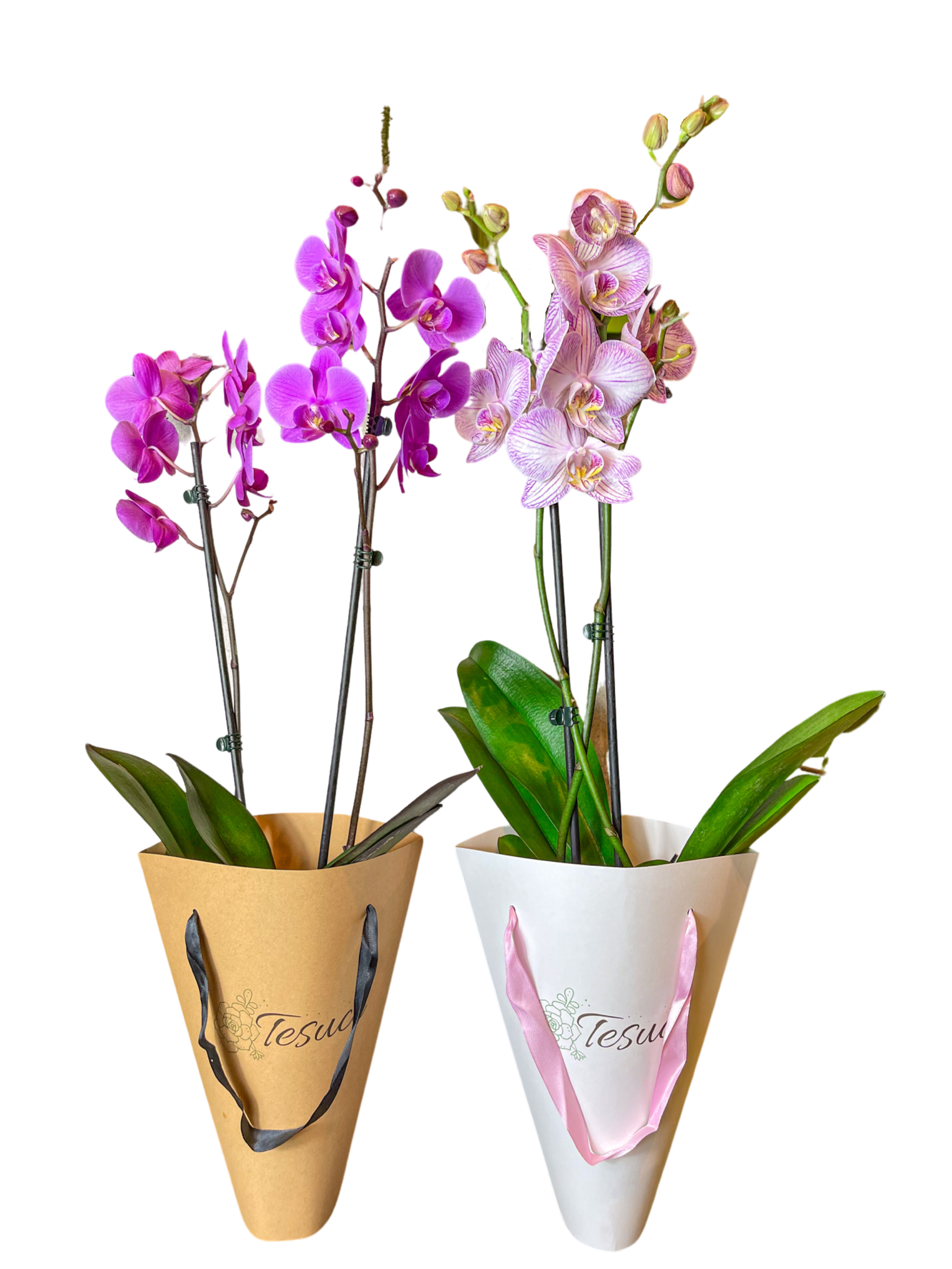 Orquídea Pa' Llevar