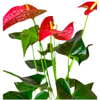 Anturio