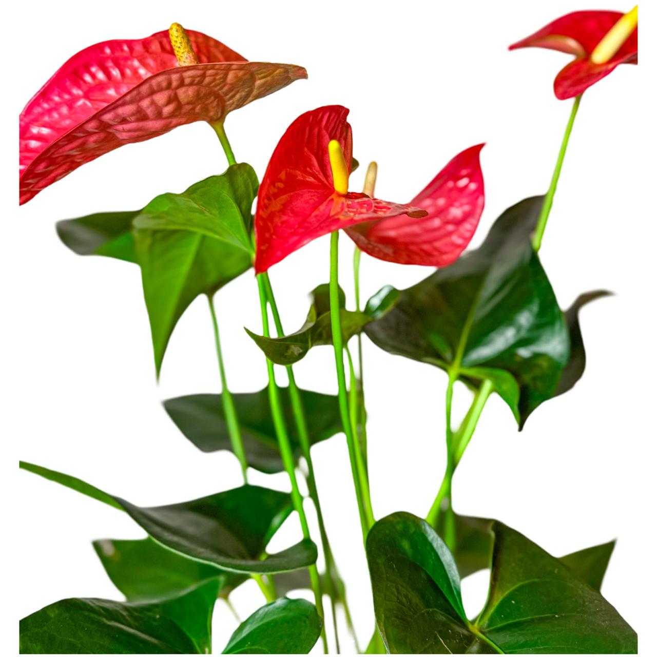 Anturio