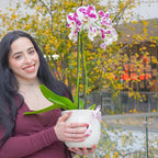 Orquídea en Maceta