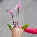 Orquídea Pa' Llevar