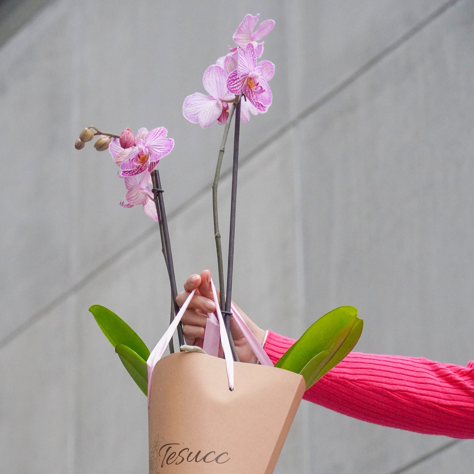 Orquídea Pa' Llevar