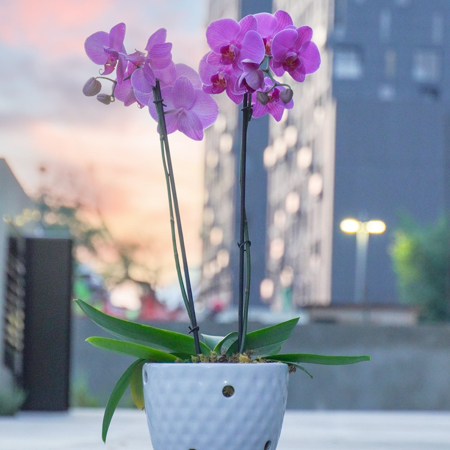 Orquídea en Maceta