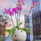 Orquídea Doble