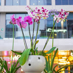 Orquídea Doble
