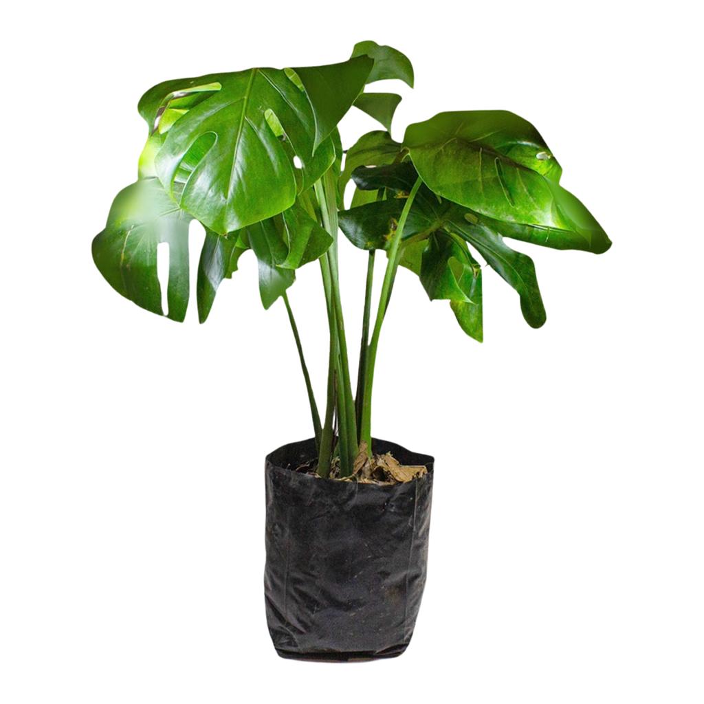 dieffenbachia galatea Galatea/Dieffenbachia – Tesucc Plantas y Macetas