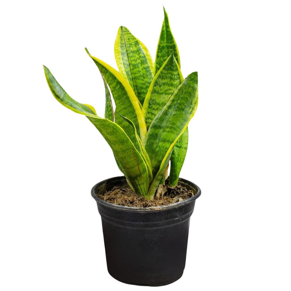 Sansevieria / Lengua de Suegra