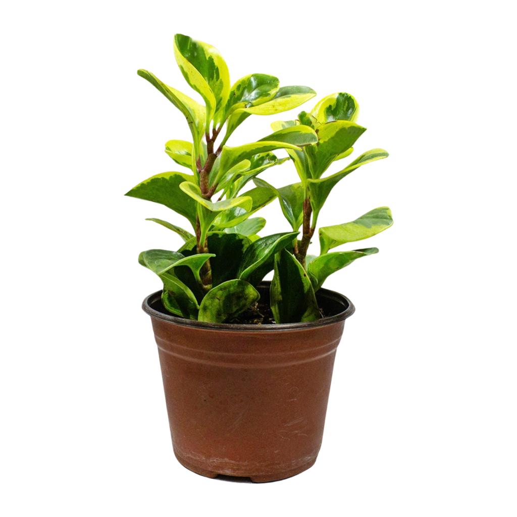 Peperomia