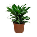 Dracena Compacta