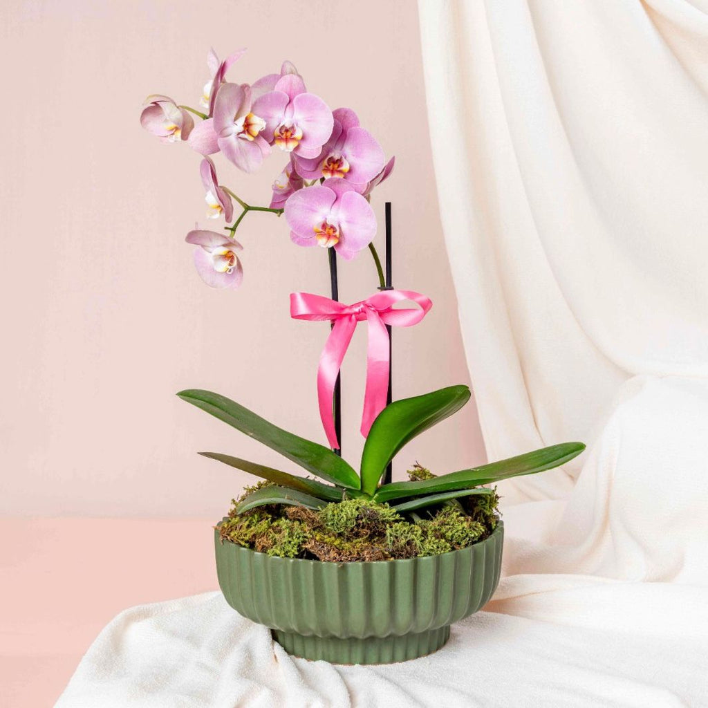 Orchid's Bloom