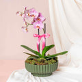 Orchid's Bloom