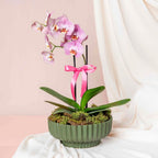 Orchid's Bloom