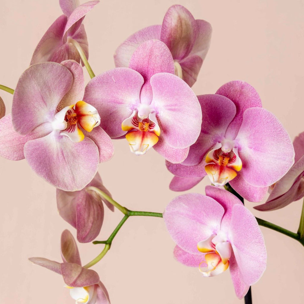 Orchid's Bloom