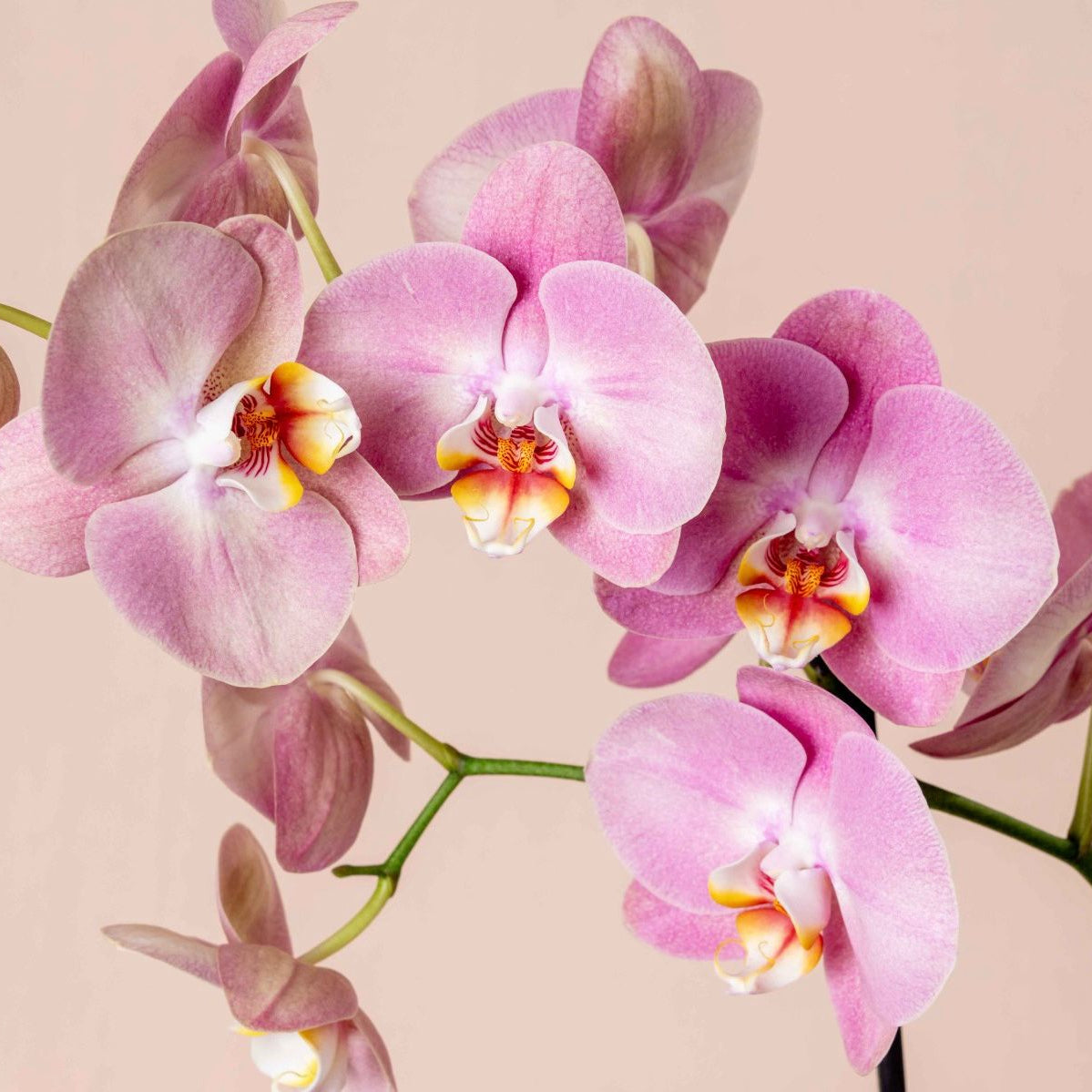 Orchid's Bloom