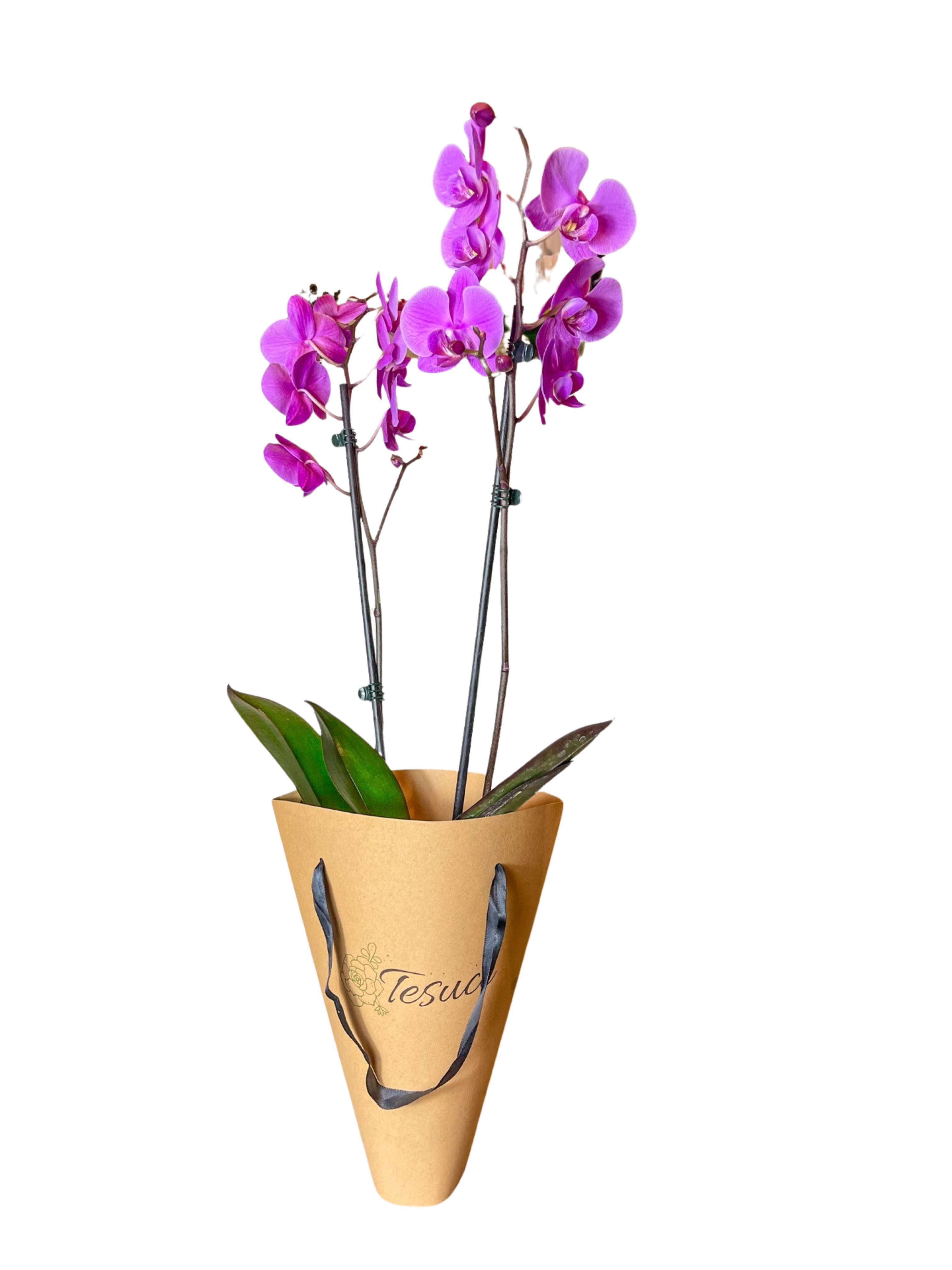 Orquídea Pa' Llevar