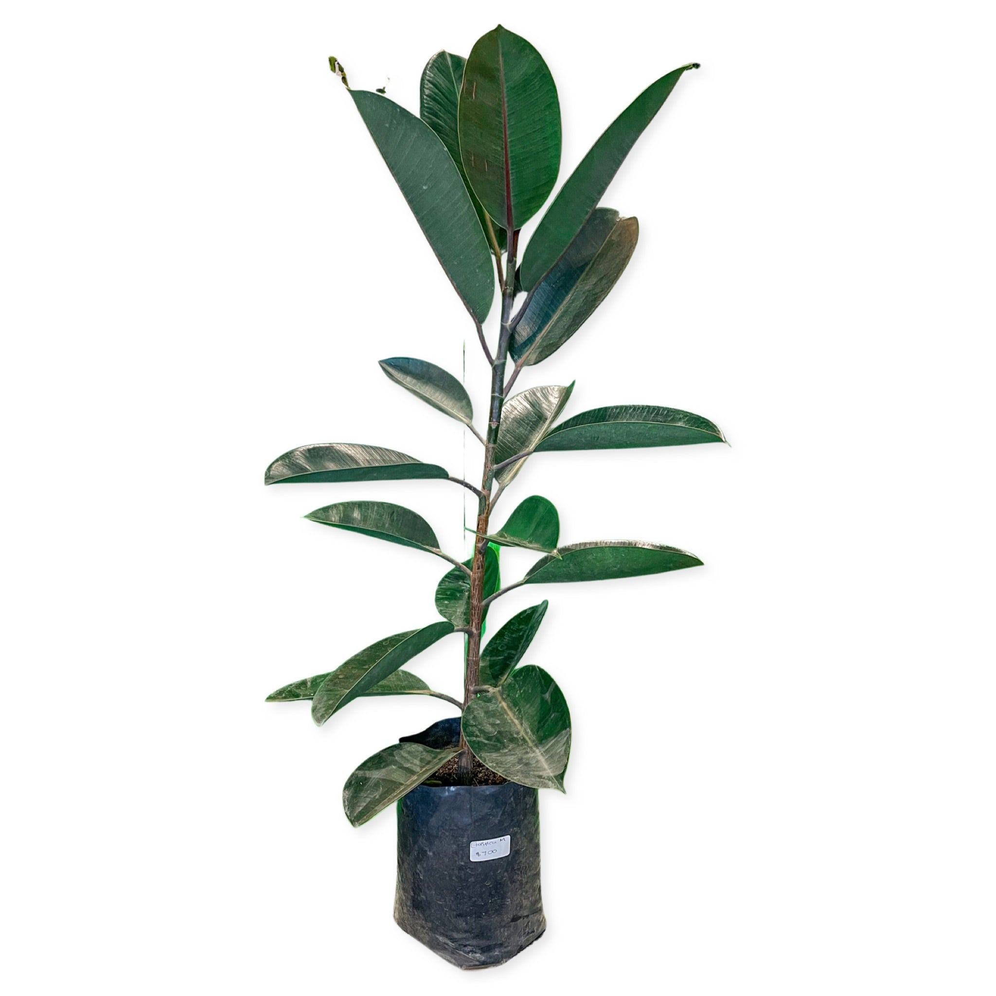 Ficus Elástica / Árbol de Hule