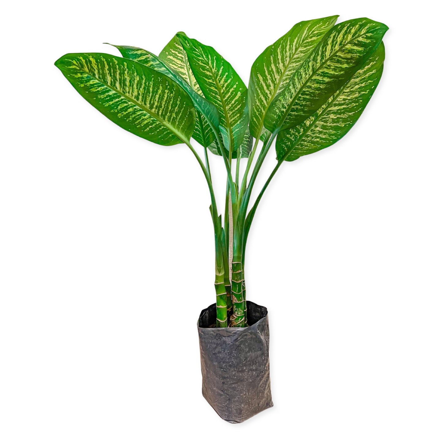 Galatea/Dieffenbachia